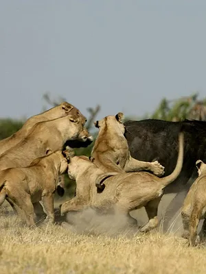 L'Inde : terre de félins