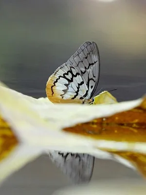 La forêt merveilleuse du Cambodge