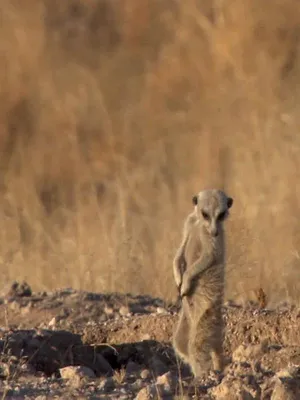 Le livre de la jungle : mission safari S1 E2