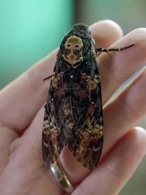 Les papillons, ces super héros de la nature