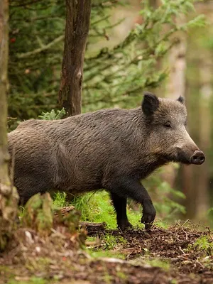 Cuisine de chasseur