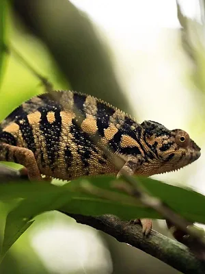 Traqueur de serpents