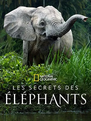 Les secrets des éléphants