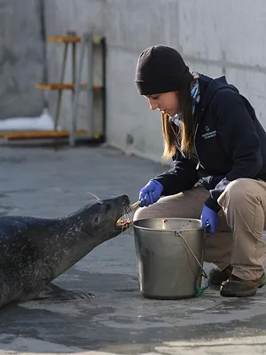 Vétérinaires de l'Arctique