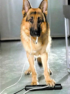 Rex, chien flic S3 E12