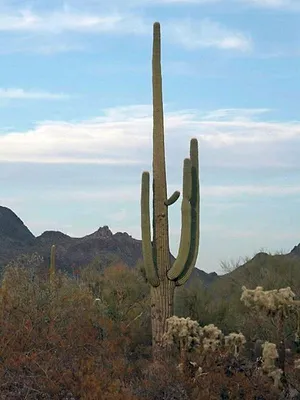 Invitation au voyage