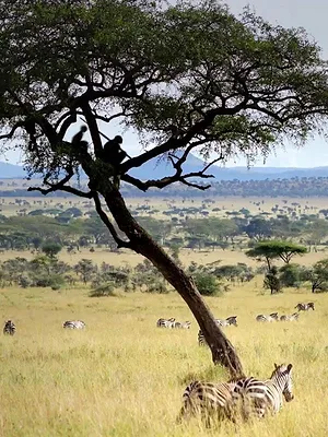 Homo sapiens, les nouvelles origines
