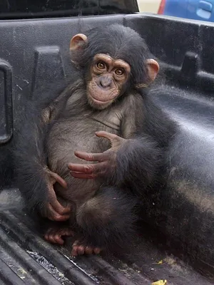 Jane Goodall et les chimpanzés de Tchimpounga