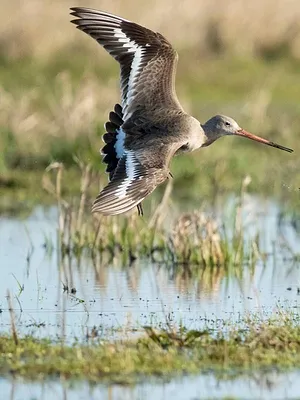 Grutto! De Reis van onze Nationale Vogel