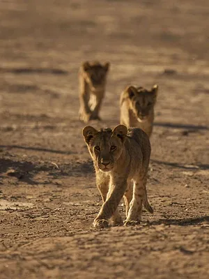 Les lionnes de Namibie : Reines de la côte des Squelettes