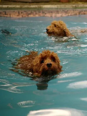 Waffle, le chien waouh S1 E15