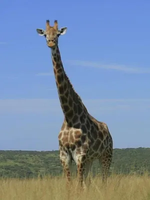 L'imagier animé de Koumi S1 E11