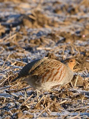 Tous fous du calibre 20