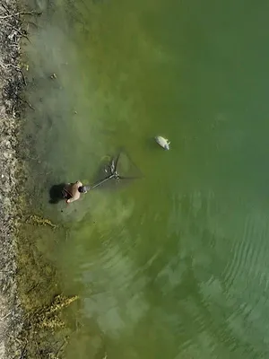 Les carpes slaves, joyaux de Slovénie