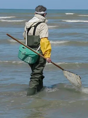 Pêche à pied en Bretagne nord