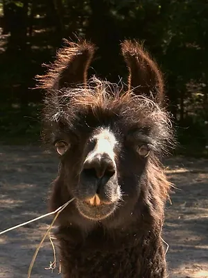 L'incroyable Dr Pol Compilations