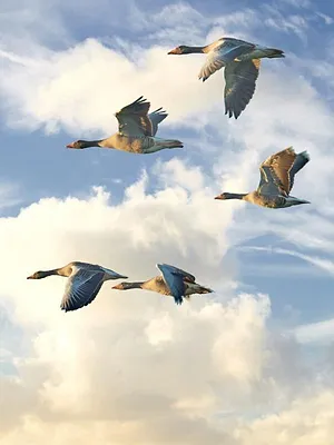 Des oiseaux et des hommes