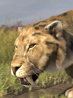 Les animaux disparus