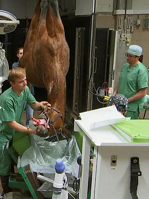 Dierendokters 24/7