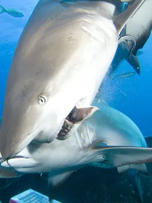 Attaques de requins : survivre au pire