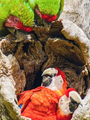 Les animaux, sauveurs des forêts tropicales