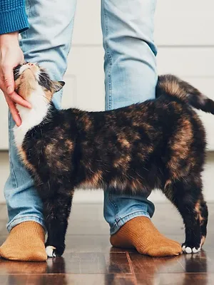 Pense bête (Télésambre)