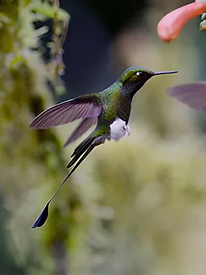 Les survivants ultimes de la nature