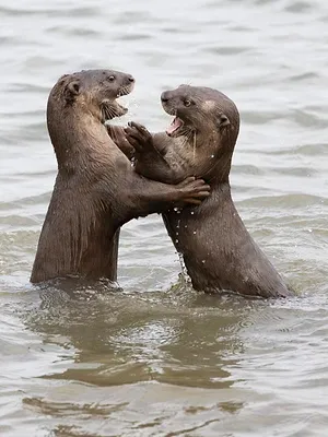 Les loutres des quartiers chics !