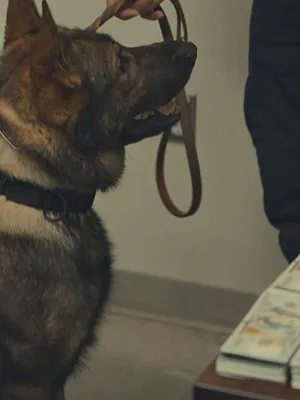 Borderforce USA : the Bridges