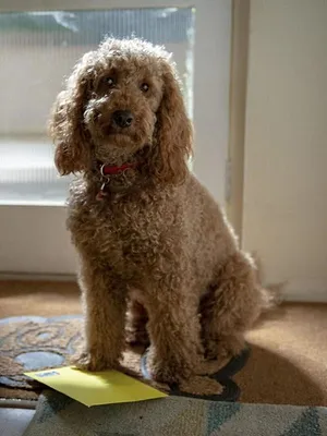 Waffle, le chien waouh S2 E18