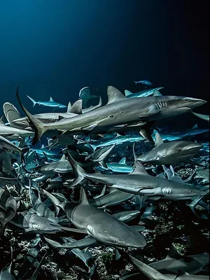 Cinquante nuances de requins