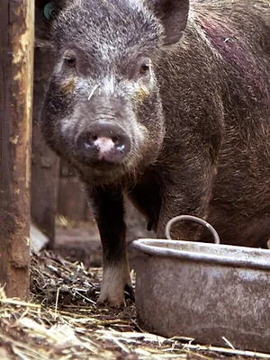 Animaux de compagnie : leur vie secrète