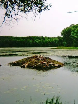 Mississippi sauvage