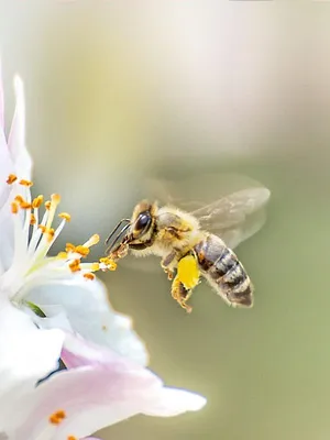 Les abeilles, sentinelles de la planète