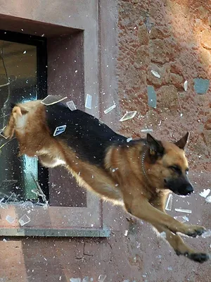 Rex, chien flic S5 E2