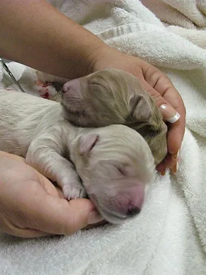 Intelligence animale