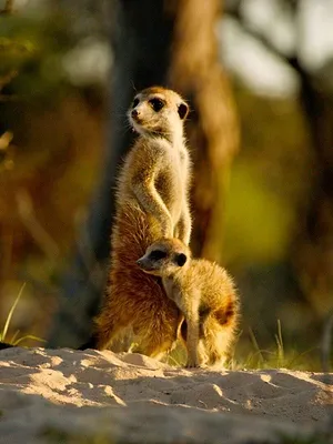 Le jardin extraordinaire