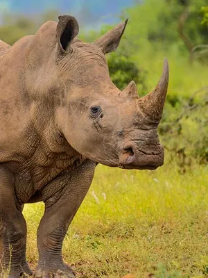 Refuges pour animaux sauvages