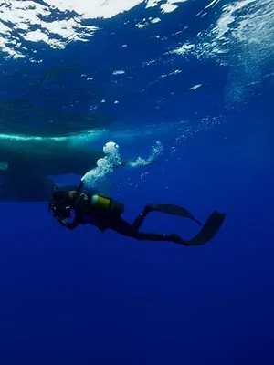 A la rencontre des baleines avec Steve Backshall