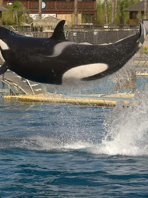 Orques, la fin du spectacle