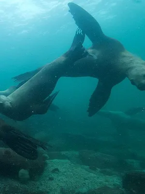 Lizzie Daly, les profondeurs d'Amérique du Nord