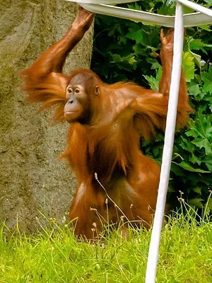 Expédition Pairi Daiza