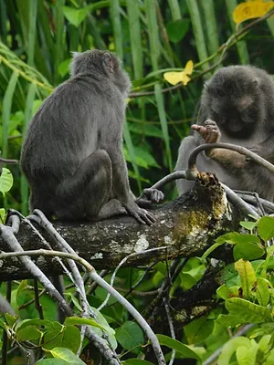Les îles Nicobar, renaissance d'un archipel