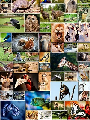 On saura tout sur les dangers des feux d'artifice pour les animaux