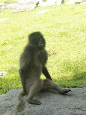 Le zoo du Bronx