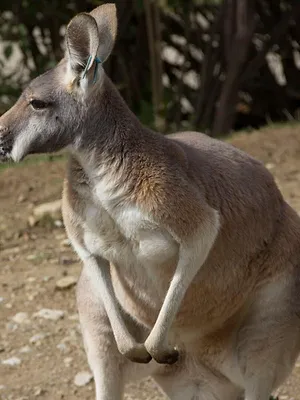 Au coeur du zoo