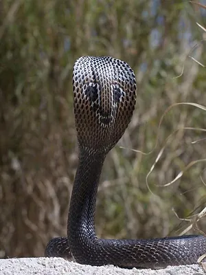 Traqueur de serpents