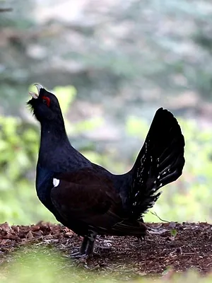 Chasse et biodiversité