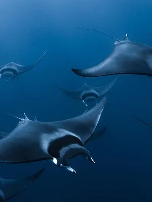 Mobula, la légende des diables