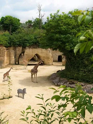 Zoo : le défi de demain